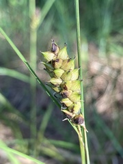 Carex striata