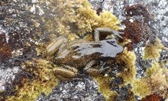 Atelopus carrikeri