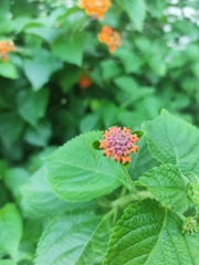 Lantana camara