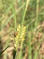 Carex striata