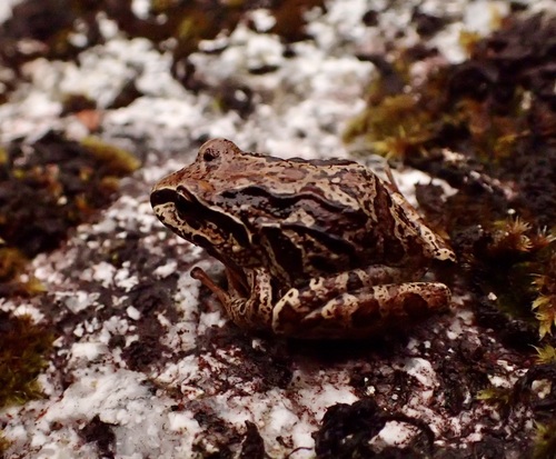Pristimantis ruthveni