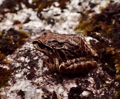 Serranobatrachus ruthveni