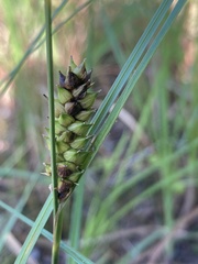 Carex striata
