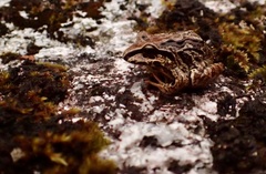 Serranobatrachus ruthveni