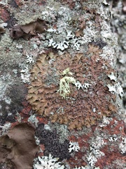 Punctelia stictica