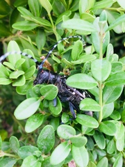 Anoplophora glabripennis