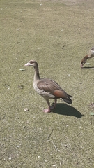 Alopochen aegyptiaca