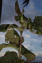 Coccoloba latifolia