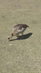 Alopochen aegyptiaca