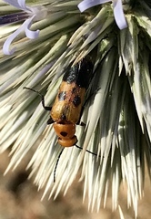 Nemognatha chrysomelina