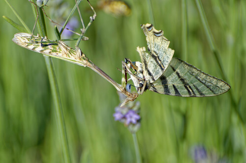 Mediterranean Conehead Mantis photo 3