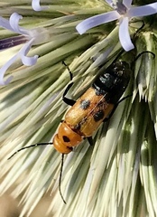 Nemognatha chrysomelina