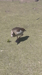 Alopochen aegyptiaca