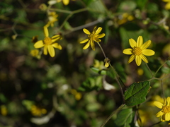 Senecio bombayensis
