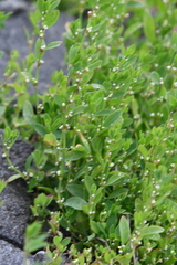 Polygonum aviculare
