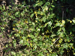 Senecio bombayensis