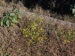 Senecio bombayensis