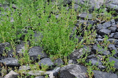 Polygonum aviculare