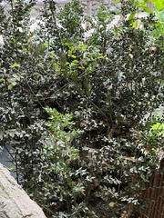 Ruscus