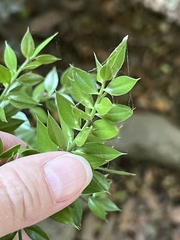 Ruscus