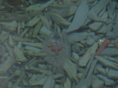 Catablema vesicarium