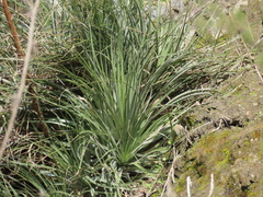 Puya coerulea
