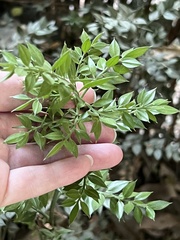 Ruscus