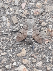 Macroglossum stellatarum