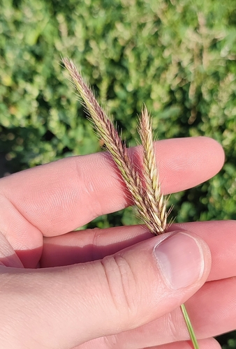 Hordeum brevisubulatum (Hordeum brevisubulatum)
