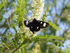 Alypiodes bimaculata