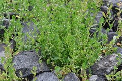 Polygonum aviculare