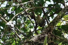 Thamnistes anabatinus