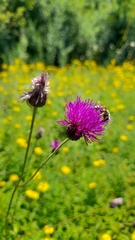 Cirsium pannonicum