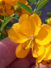 Senna corymbosa