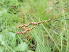 Carex elongata