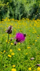 Cirsium pannonicum