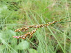 Carex elongata