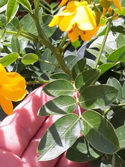 Senna corymbosa