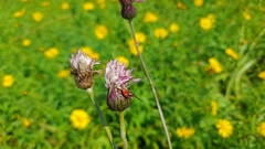 Cirsium pannonicum