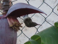 Cinnyris bifasciatus