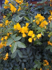 Senna corymbosa