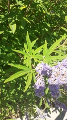 Vitex agnus-castus