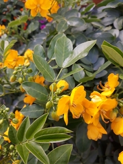 Senna corymbosa