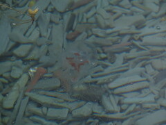 Catablema vesicarium