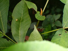 Caryomyia cilidolium