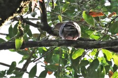 Patagioenas