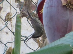 Cinnyris bifasciatus