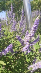 Vitex agnus-castus