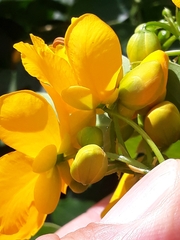 Senna corymbosa