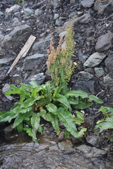 Rumex aquaticus protractus